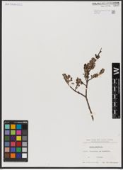 Foto von Salix aurita L.